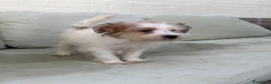 Jack Russell 2