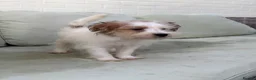 Jack Russell dogs for sale: 3 male Jack Russell puppies  - Advert 3