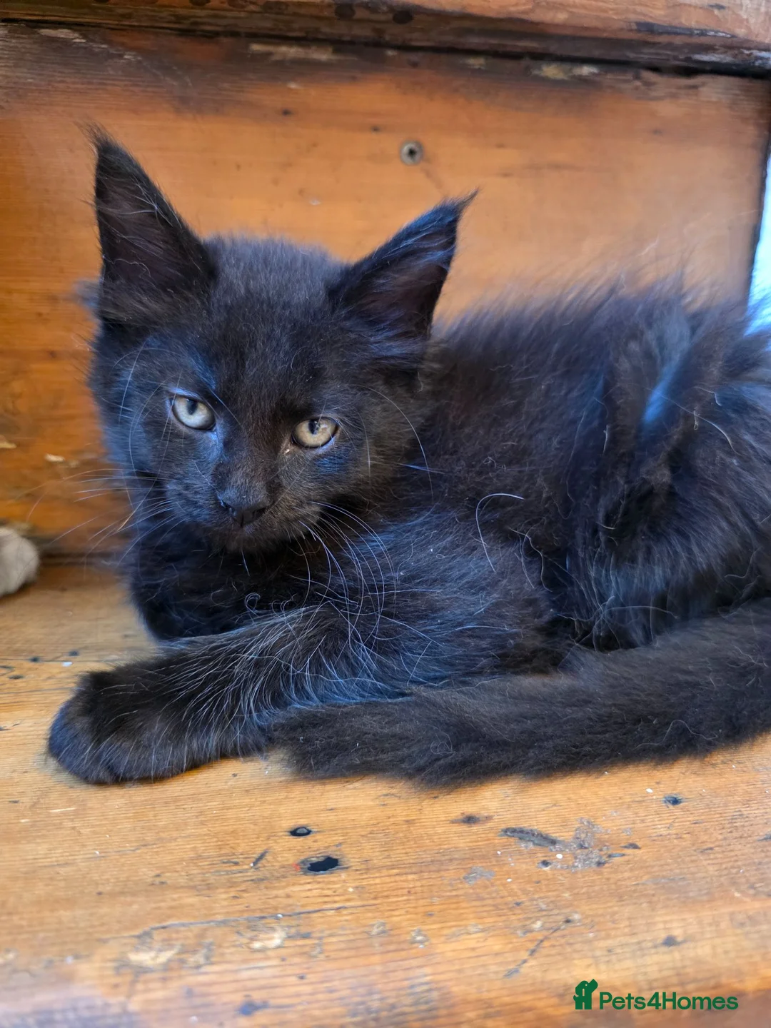 Maine Coon cats for sale: Pedigree Pure TICA Registered Maine Coon Kittens - Advert 22
