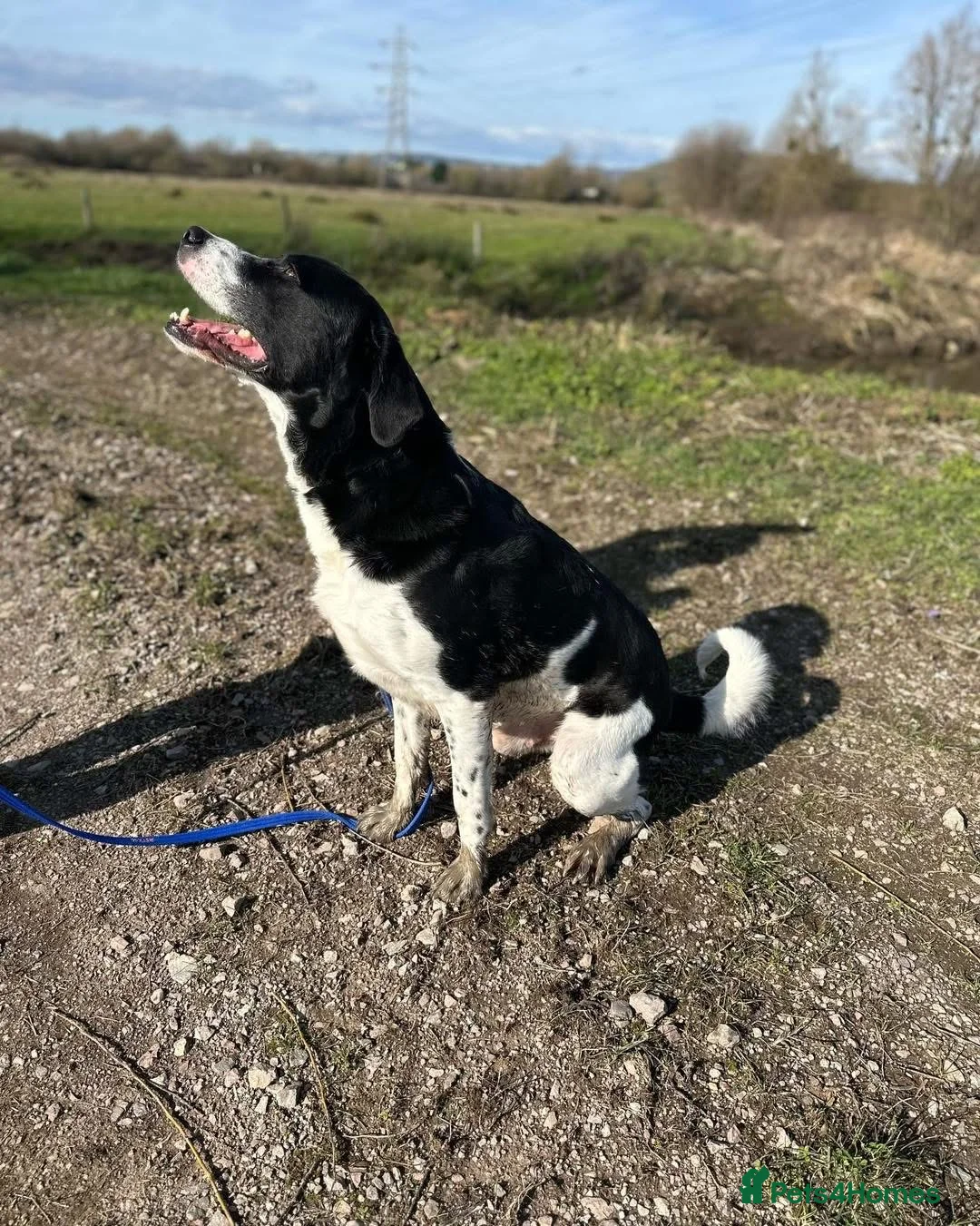 Mixed Breed dogs for adoption: 💙Caleb - our gentle giant💙 in Caldicot - Advert 6
