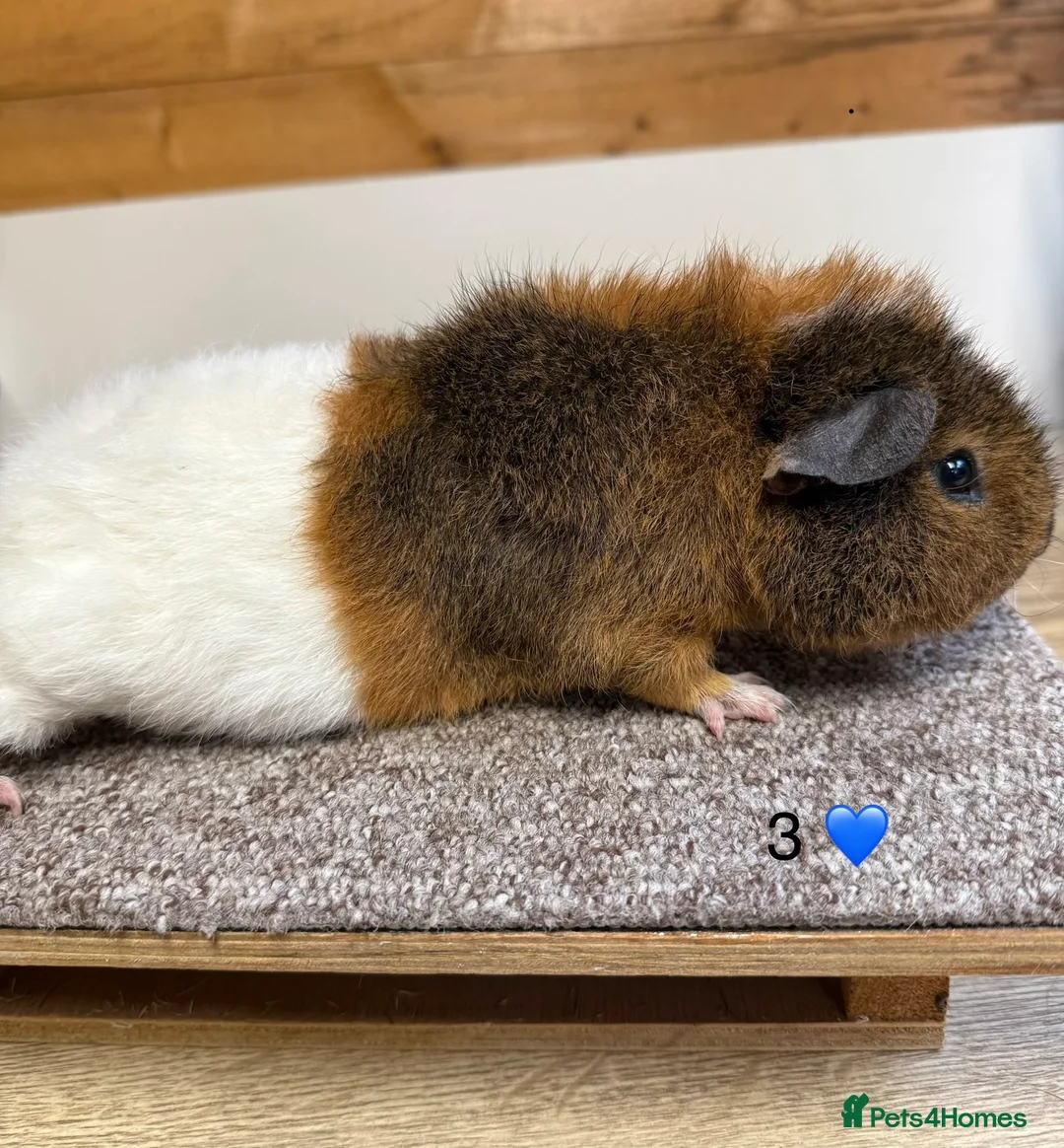 Guinea Pig rodents for sale: Teddy Boars  - Advert 5