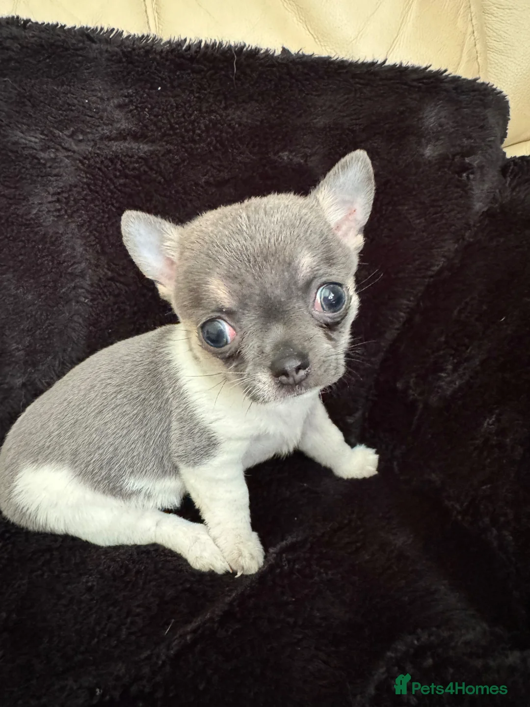 Chihuahua dogs for sale: Chihuahua female pup  - Advert 2