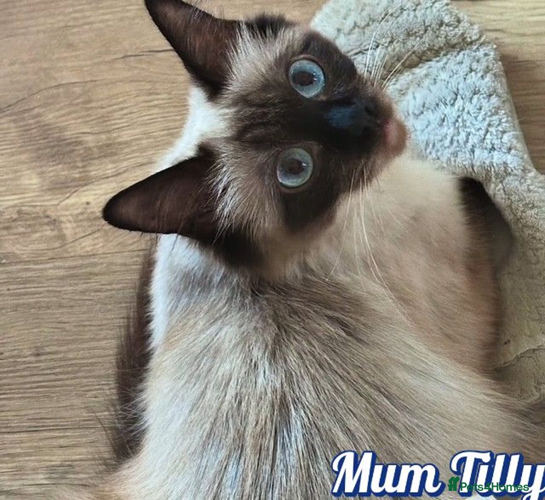 Ragdoll cats for sale: GCCF Registered Kittens - Image 12