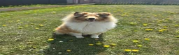 Rough Collie dogs for stud: Rough collie for stud  - Advert 4