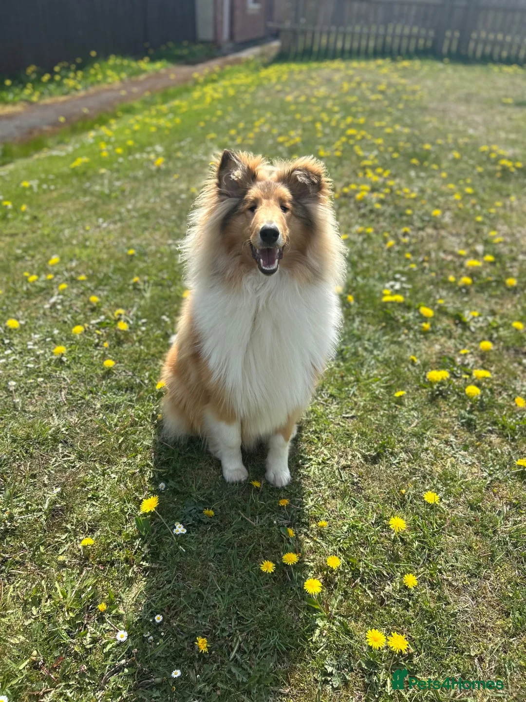 Rough Collie dogs for stud: Rough collie for stud  - Advert 4