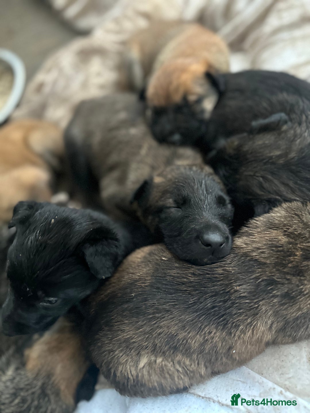 Mixed Breed dogs for sale: Dutch Herder Puppies  - Advert 6