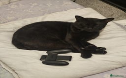 Bombay cats for sale: 2 boy brothers, beautiful and loved. Twins - Image 4