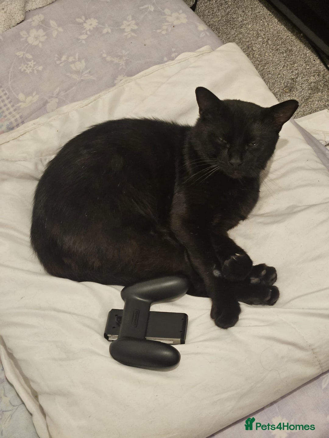 Bombay cats for sale: 2 boy brothers, beautiful and loved. Twins - Image 4