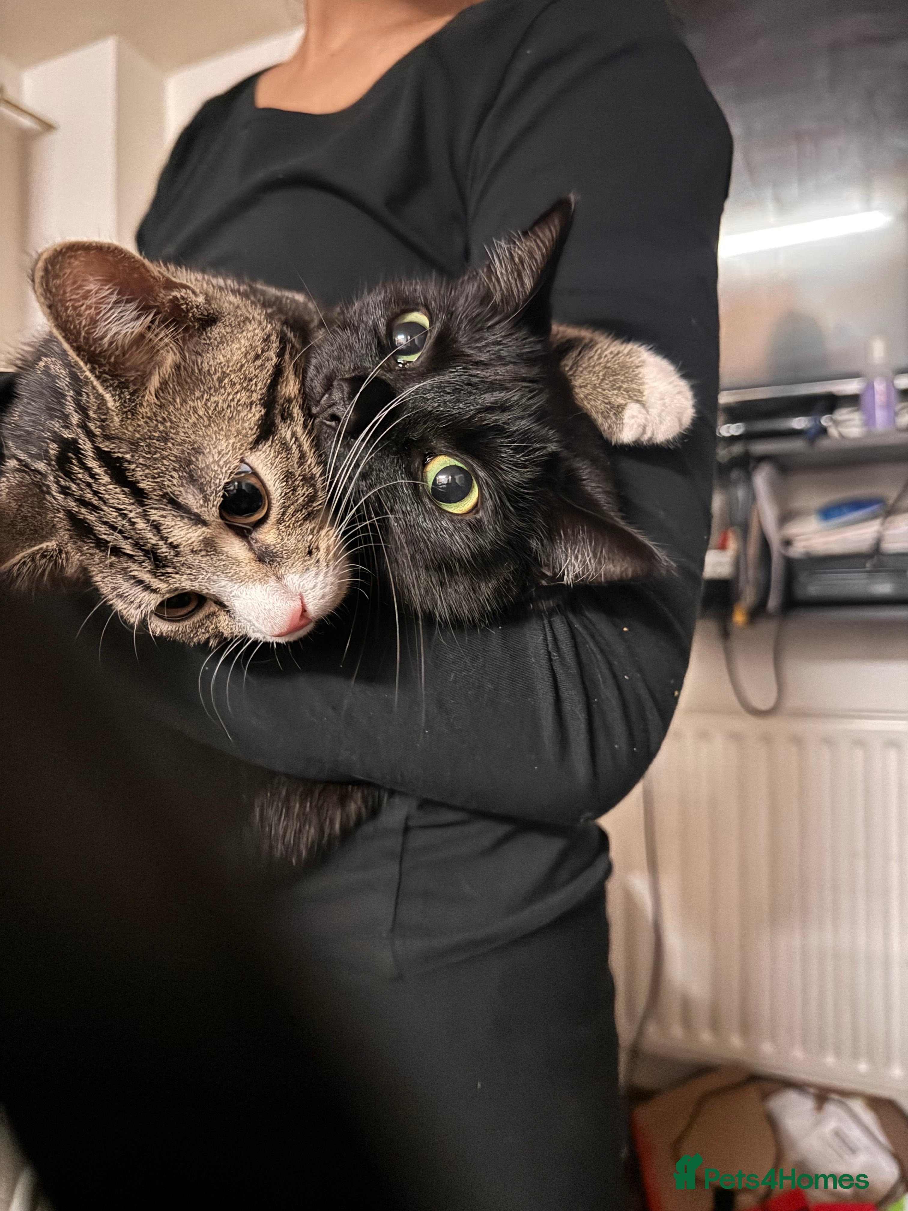 Mixed Breed cats Cats in Need of Loving Homes – Free If adopted - Advert 1