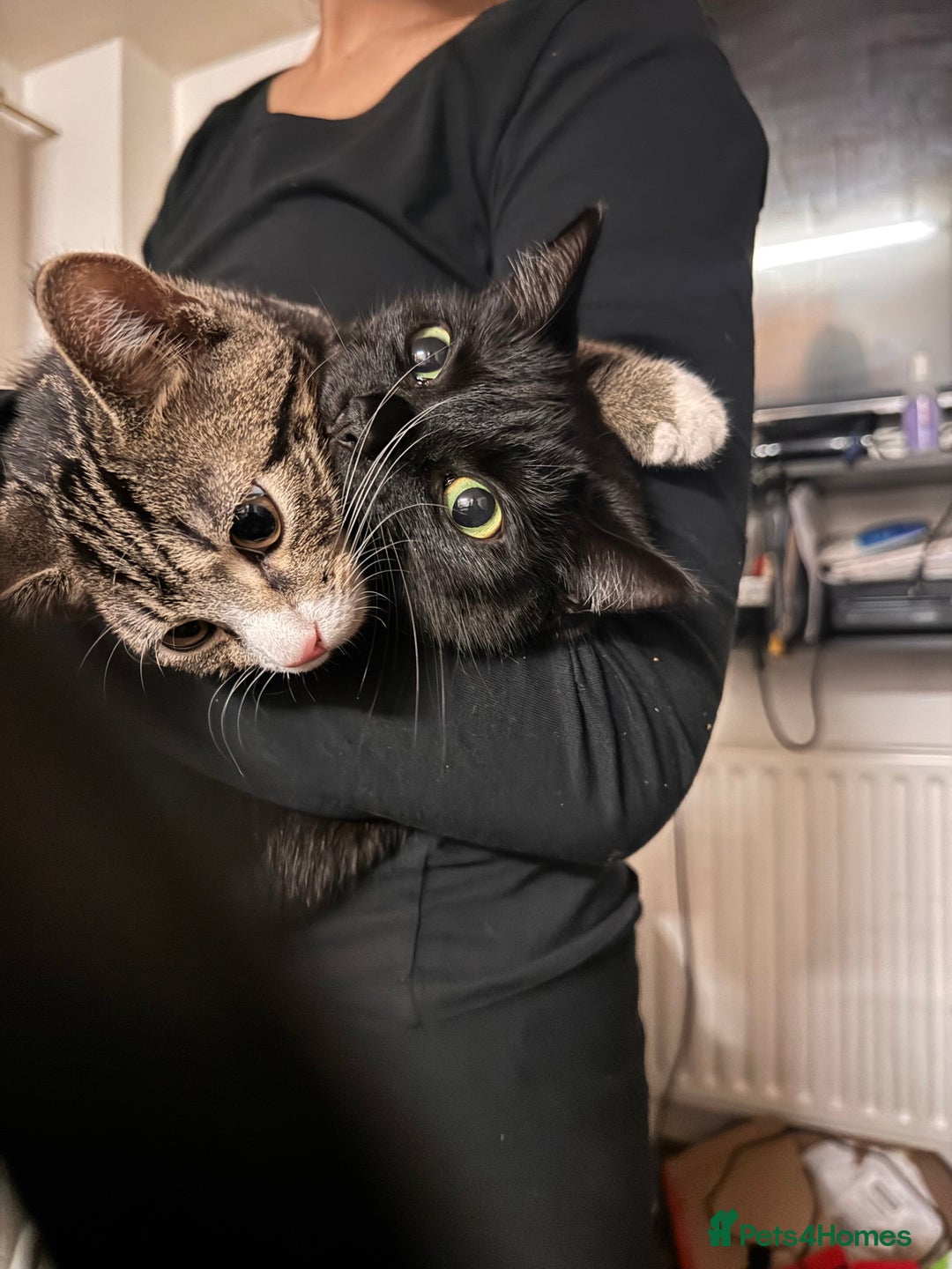 Mixed Breed cats for sale: Cats in Need of Loving Homes – Free If adopted - Advert 1