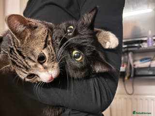 Mixed Breed cats Cats in Need of Loving Homes – Free If adopted - Advert 10