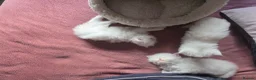 Persian cats for sale: PERSIAN  **  KITTENS LOOKING FOR NEW HOMES  - Advert 19