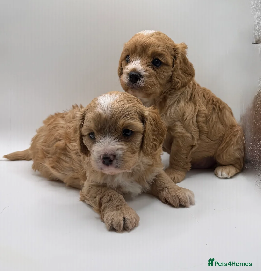 Cavapoo dogs for sale: Gorgeous Cavapoo F1 puppies - Advert 5