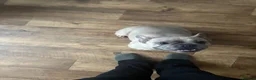French Bulldog dogs for sale: French Bulldog Female - Advert 7