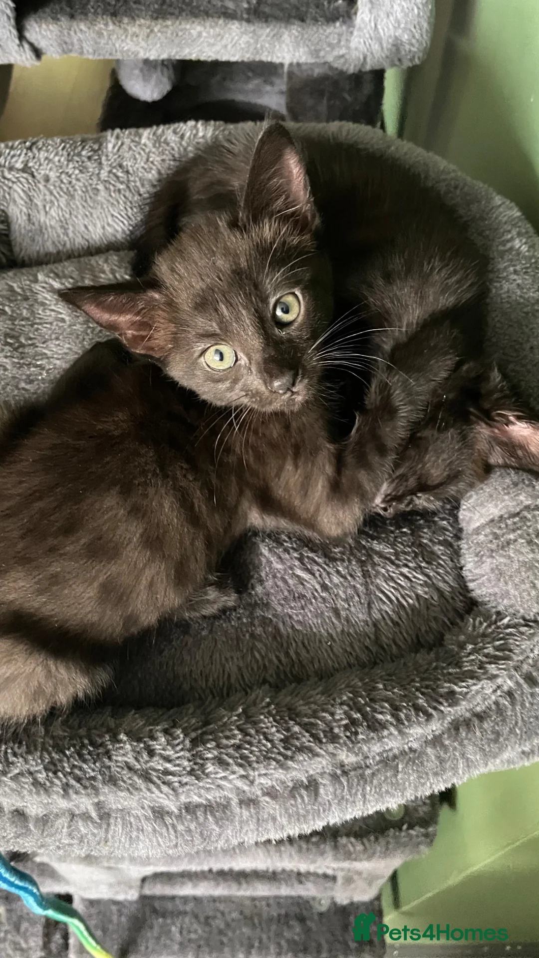 Mixed Breed cats for sale: Adorable kittens ready for there forever families  - Advert 1
