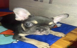 French Bulldog dogs for sale: 🐾 French Bulldog Puppies for Sale - Image 6
