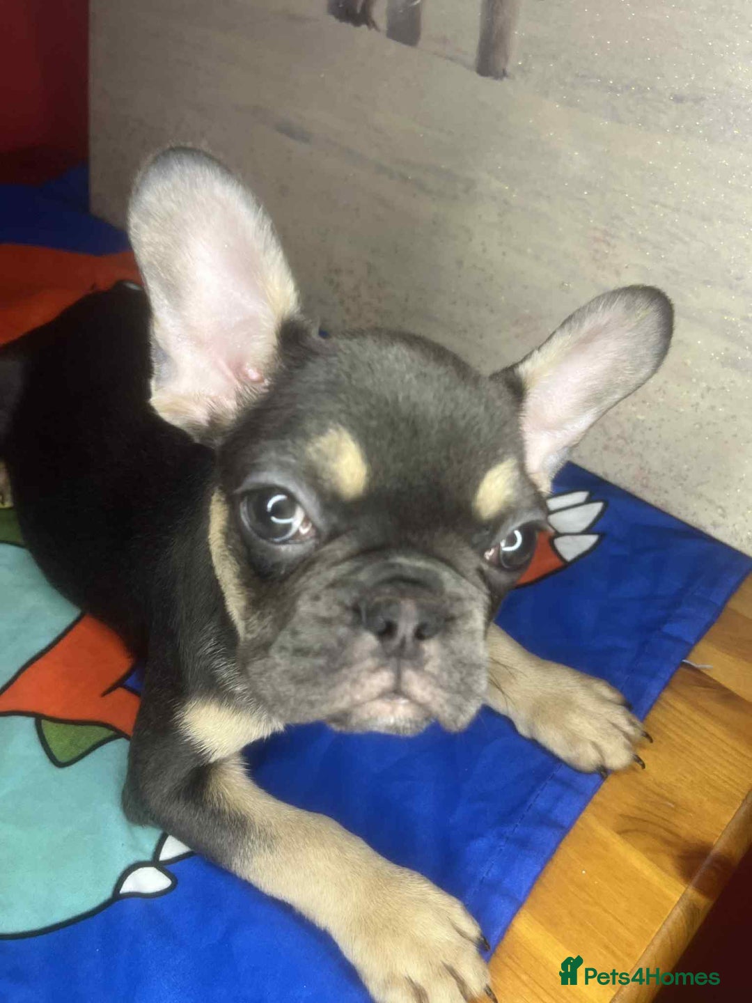 French Bulldog dogs for sale: 🐾 French Bulldog Puppies for Sale - Image 6