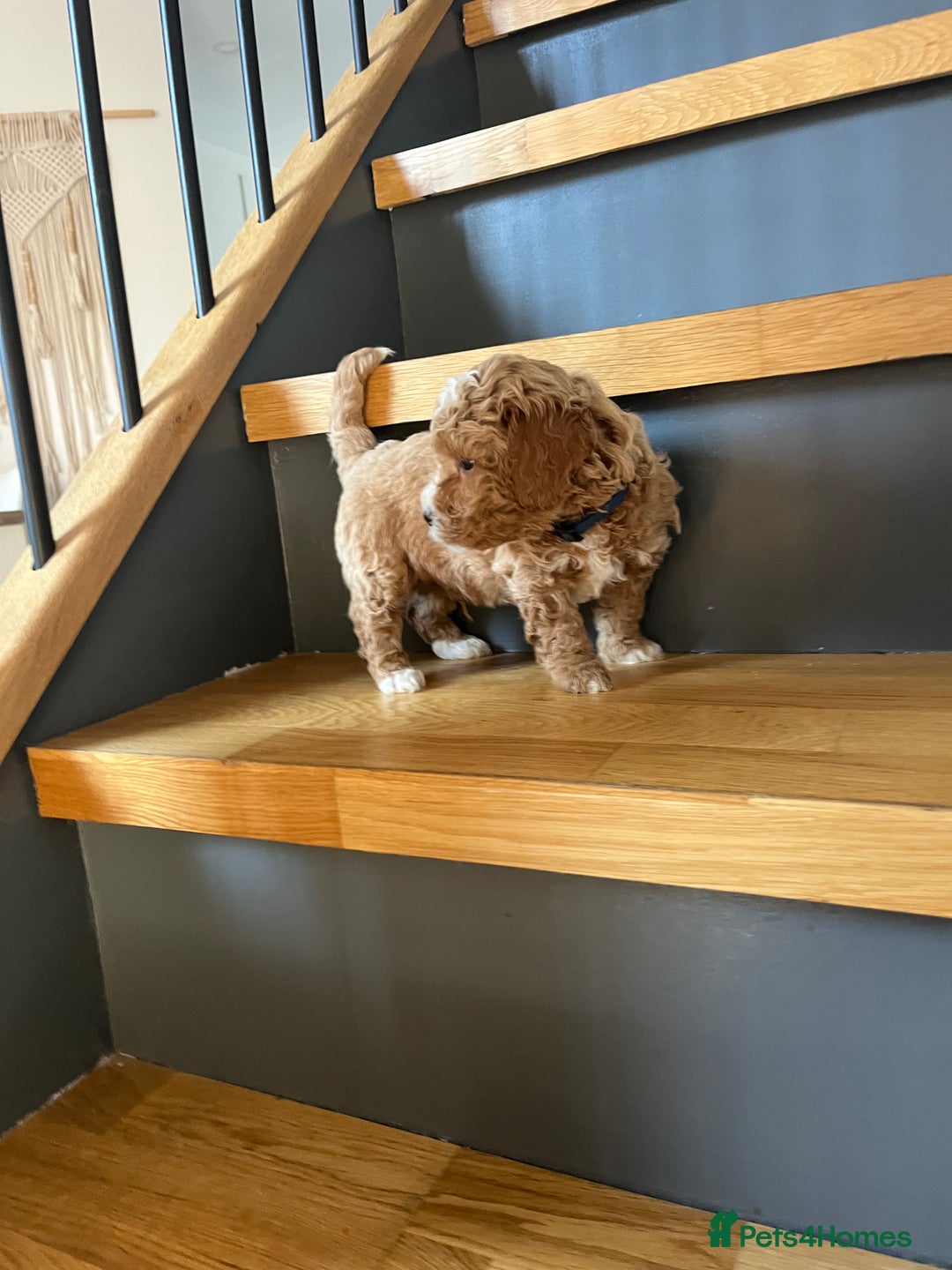 Cockapoo dogs for sale: F1B Miniature cockapoo puppies🌟DNA health checked - Image 2