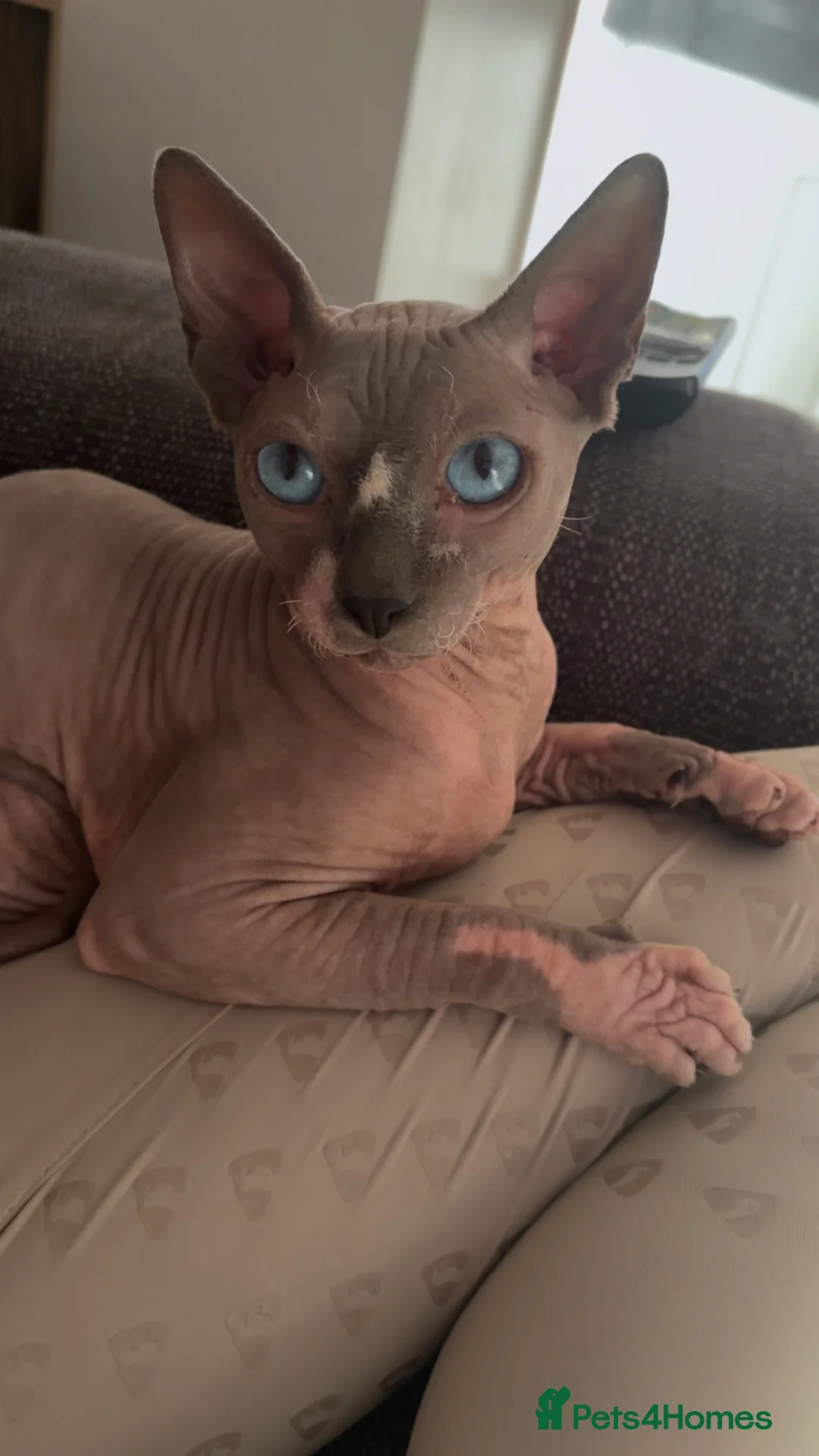 Sphynx cats for stud: Sphynx for stud  - Advert 4