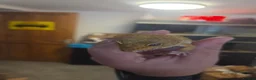 Leopard Gecko reptiles for sale: 2 Leopard Geckos with VIVs & equipment in Sheffield - Advert 8