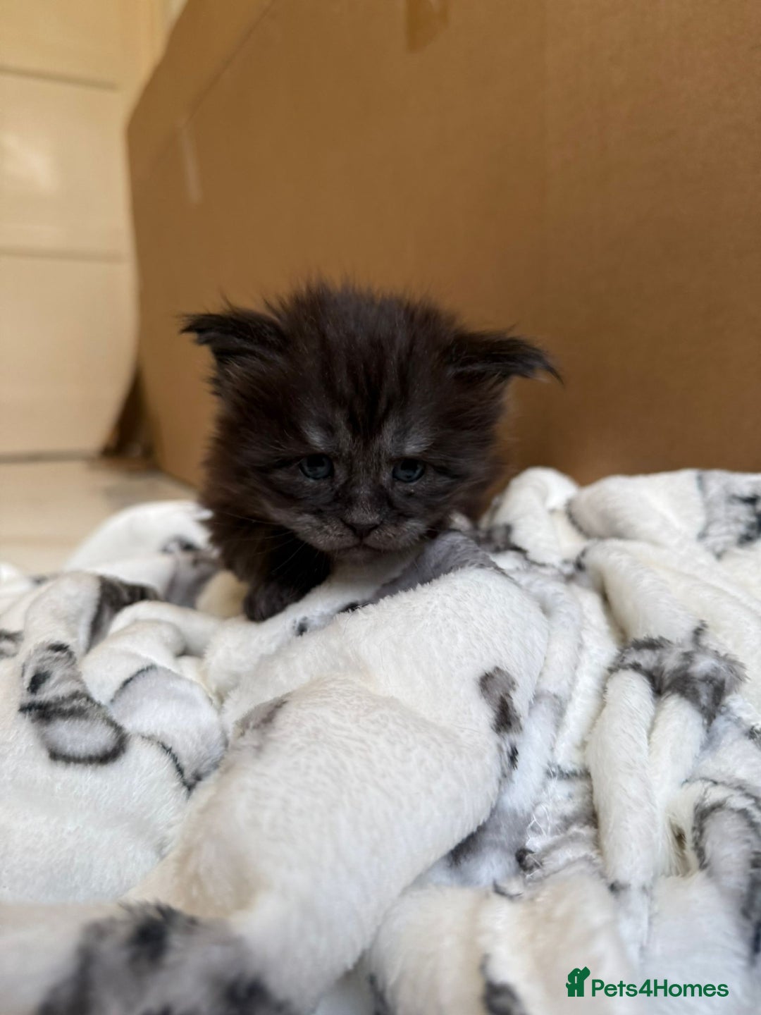 Maine Coon cats for sale: Pedigree Tica Russian Import line Maine Coons - Advert 2