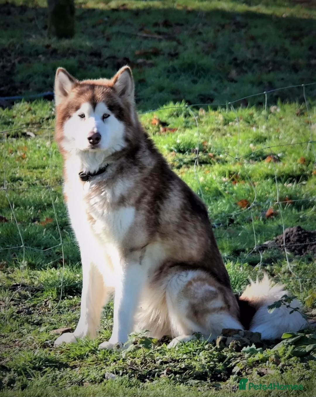 Alaskan Malamute dogs for sale: Full Alaskan Malamute puppies  in Spilsby - Advert 10