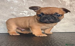 French Bulldog dogs for sale: Champion Sired Fawn / red fawn French bulldogs - Advert 8