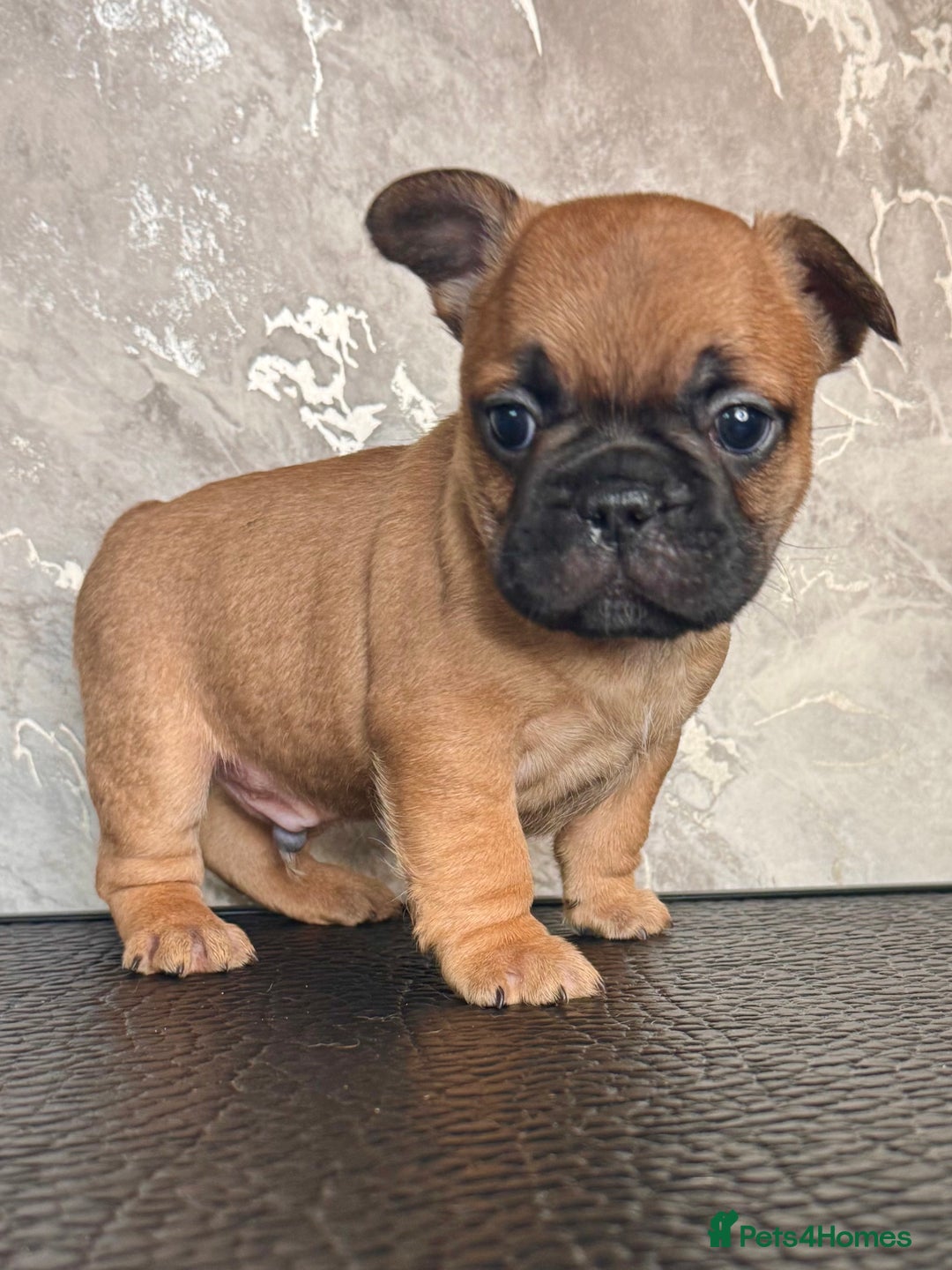French Bulldog dogs for sale: Champion Sired Fawn / red fawn French bulldogs - Advert 8