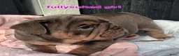 English Bulldog dogs for sale: Adorable English Bulldog Puppies in Plymouth - Advert 9
