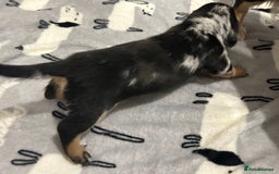 Miniature Dachshund dogs for sale: Mini dachshund puppies - Image 14