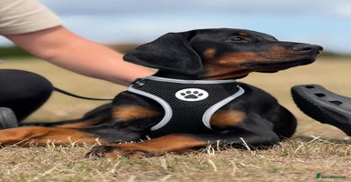 Dobermann dogs - Advert 2