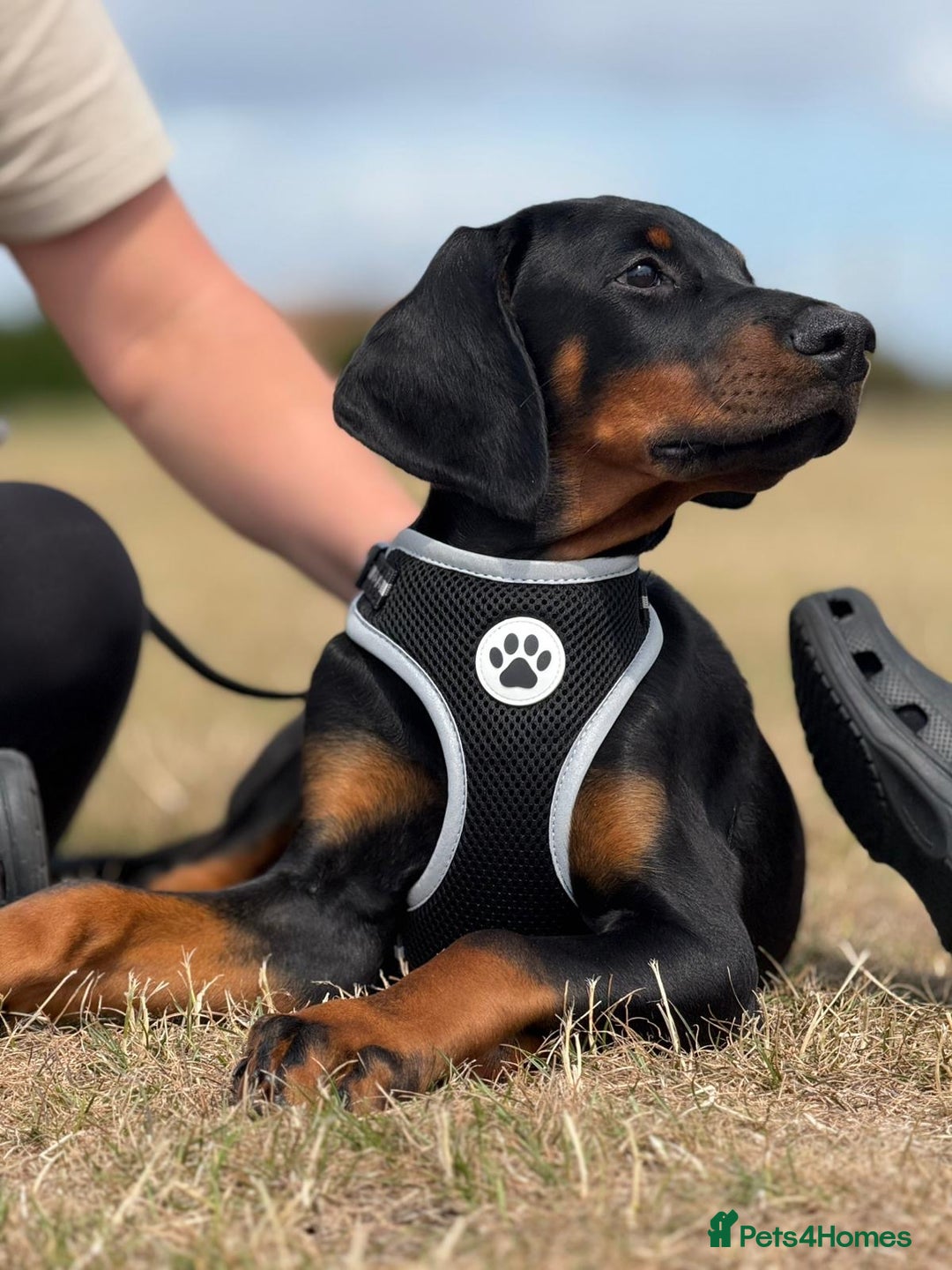 Dobermann dogs for sale: 1 Boy available Exceptional European Doberman - Image 3