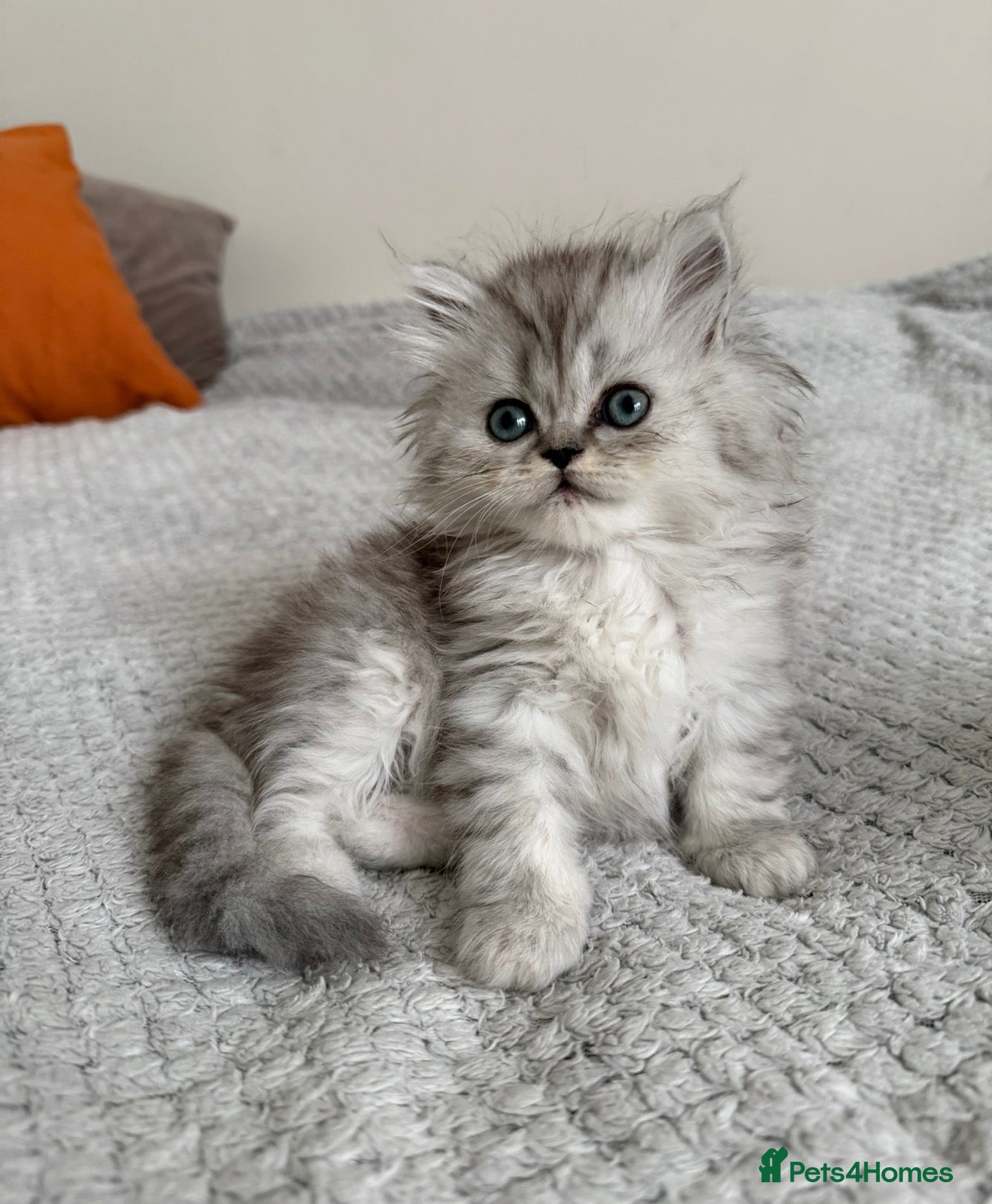 Persian cats for sale: Fluffy Persian kittens for SALE - Advert 1