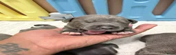 Staffordshire Bull Terrier dogs for sale: 🐶 6 Beautiful Blue/Blue Brindle Staffy Puppies 🐶 - Advert 28