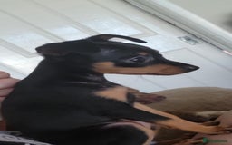 Miniature Pinscher dogs for sale: Miniture Pinscher/Prague Ratter  - Image 19