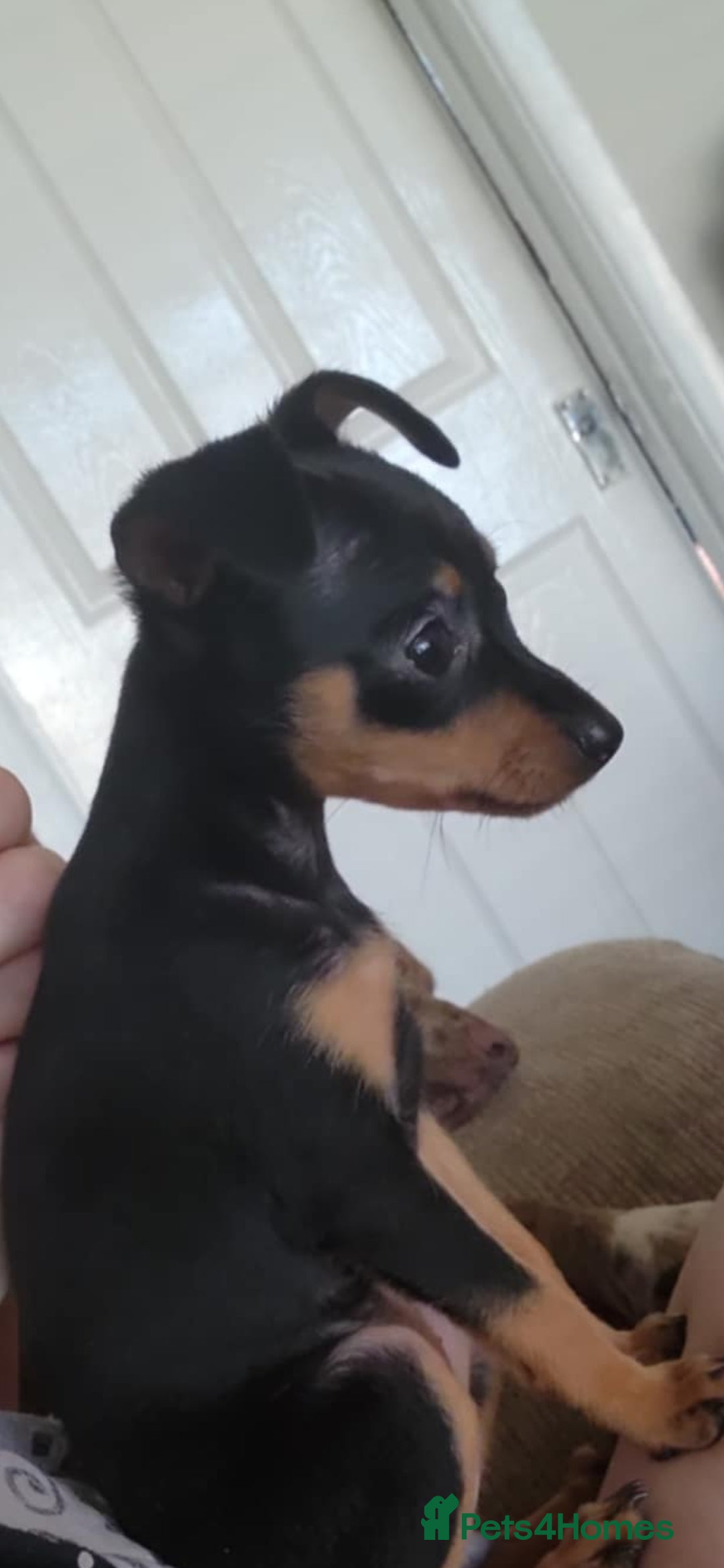 Miniature Pinscher dogs for sale: Miniture Pinscher/Prague Ratter  - Image 19