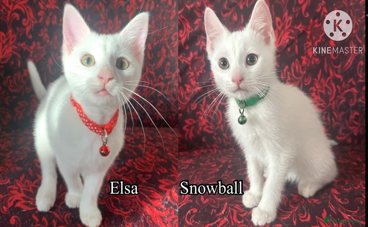 Mixed Breed cats - Advert 11