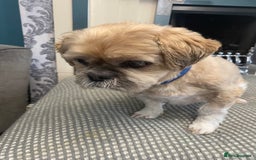 Shih Tzu dogs for sale: Needs rehoming - Image 3