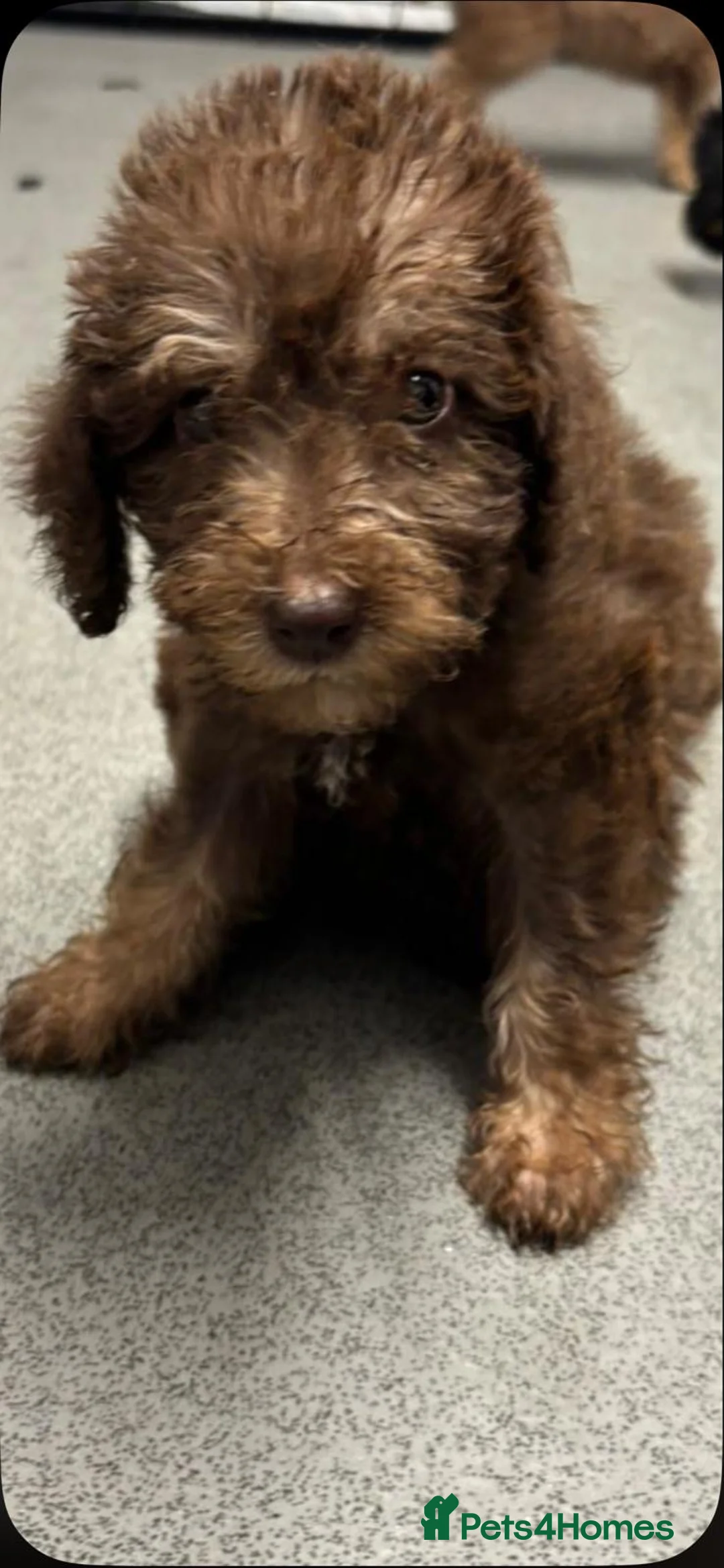 Bedlington Terrier dogs for sale: KC Bedlington puppies - Advert 2