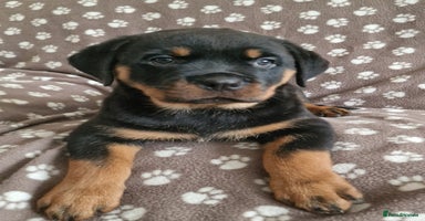 Rottweiler dogs - Advert 8