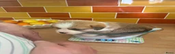 Welsh Corgi Pembroke dogs for sale: Handsome KC Reg Pembroke Corgi Pups in Caerphilly - Advert 17