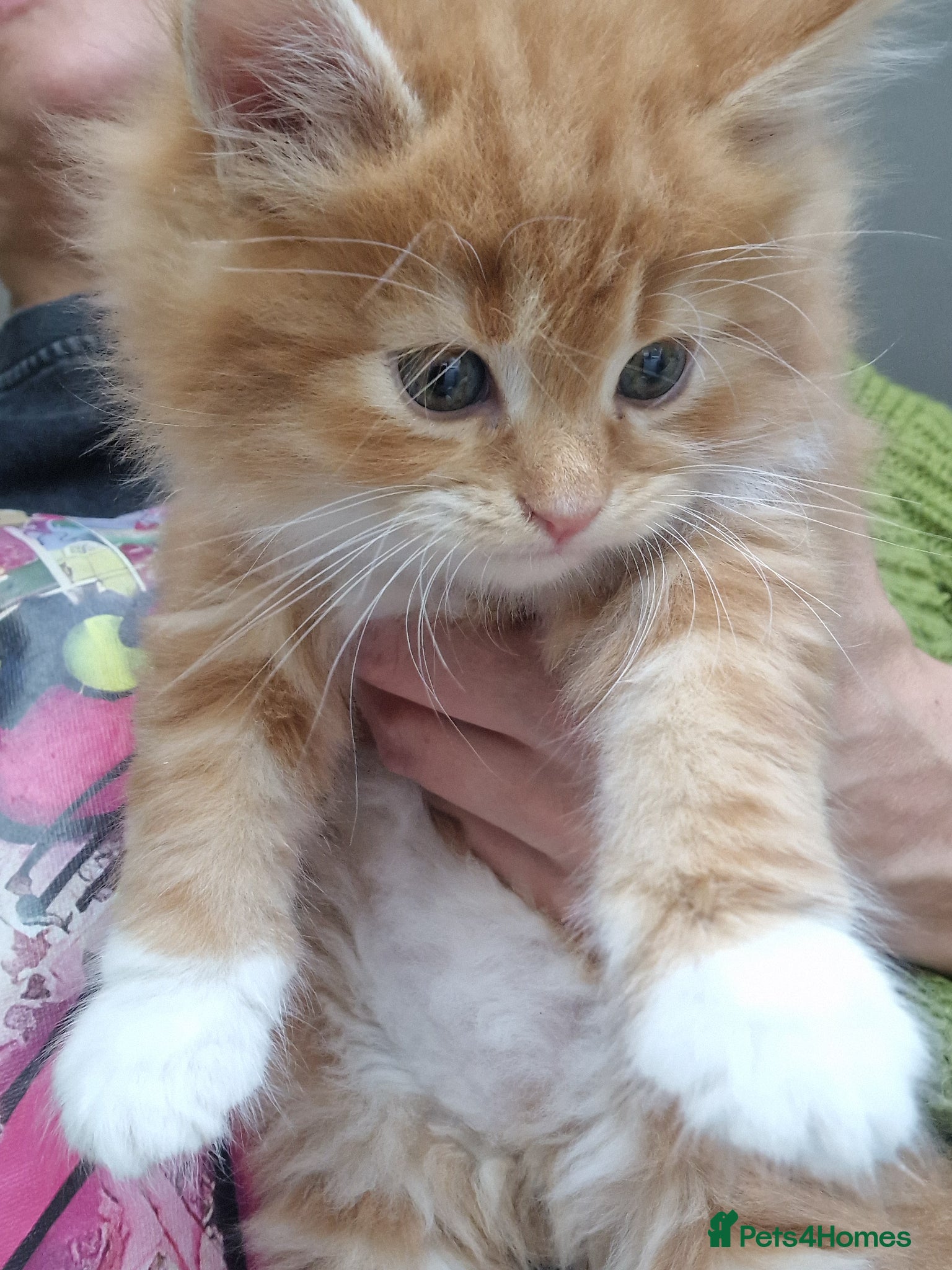 Norwegian Forest Cat cats Beautiful ginger Norwegian kittens  - Advert 2