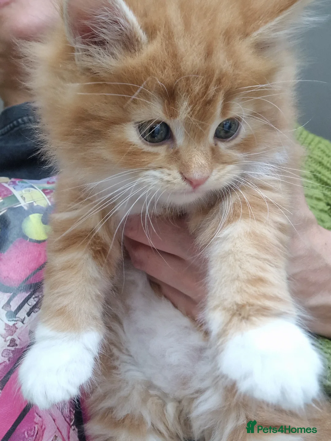 Norwegian Forest Cat cats for sale: Beautiful ginger Norwegian kittens  - Advert 2