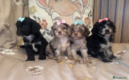 Cockapoo dogs for sale: Miniature toy poodle cockapoos available soon ❤️ - Image 13