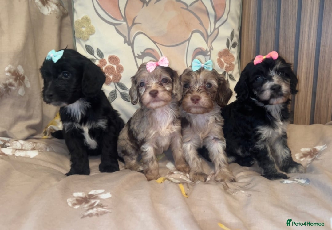 Cockapoo dogs for sale: Miniature toy poodle cockapoos available soon ❤️ - Image 13