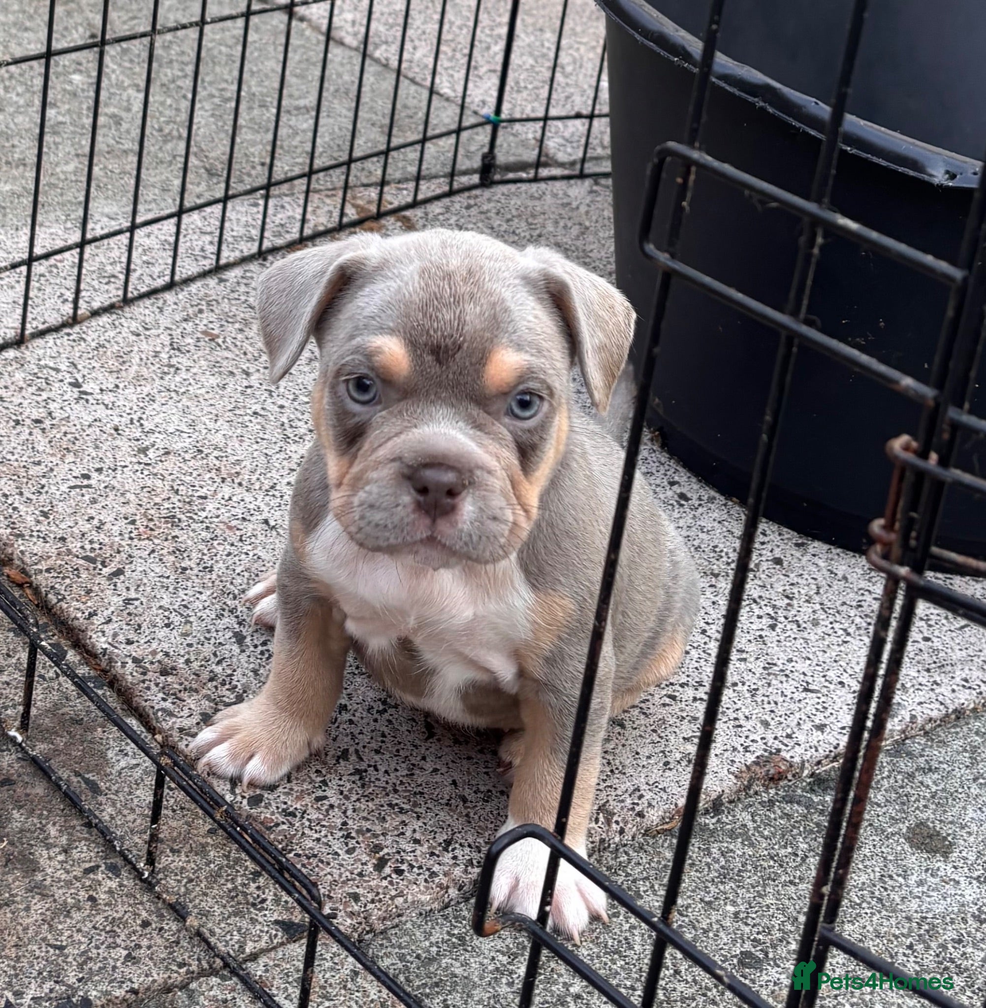Mixed Breed dogs French bulldog X Pocket bully - Advert 2