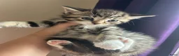Mixed Breed cats for sale: Beautiful Tabby Kittens ready for new home in Reading - Advert 6