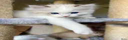 Ragdoll cats for sale: Family raised GCCF ragdoll kittens  - Advert 3