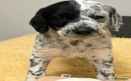 Mixed Breed dogs for sale: Rare Dalmadoodles - Image 4