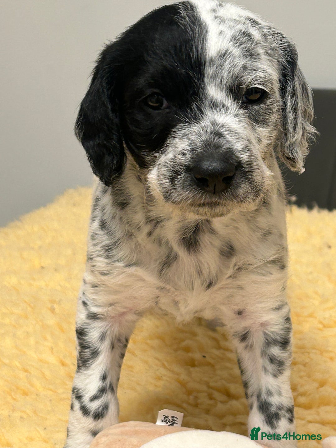 Mixed Breed dogs for sale: Rare Dalmadoodles - Image 4